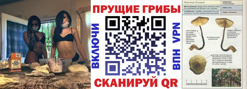 Купить  Галич  Галлюциногенные грибы Psilocybe 